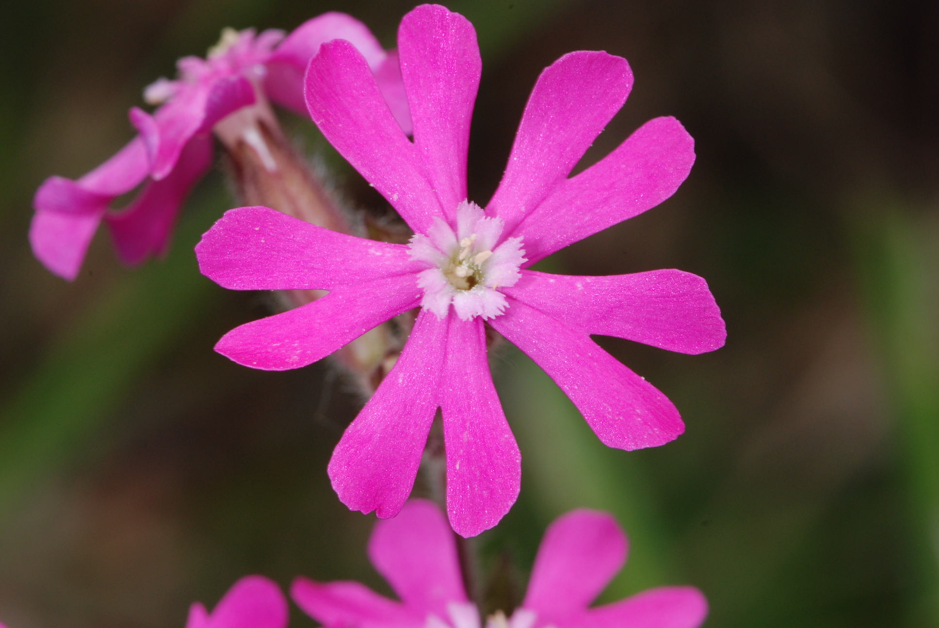 Silene dioica / Silene dioica
